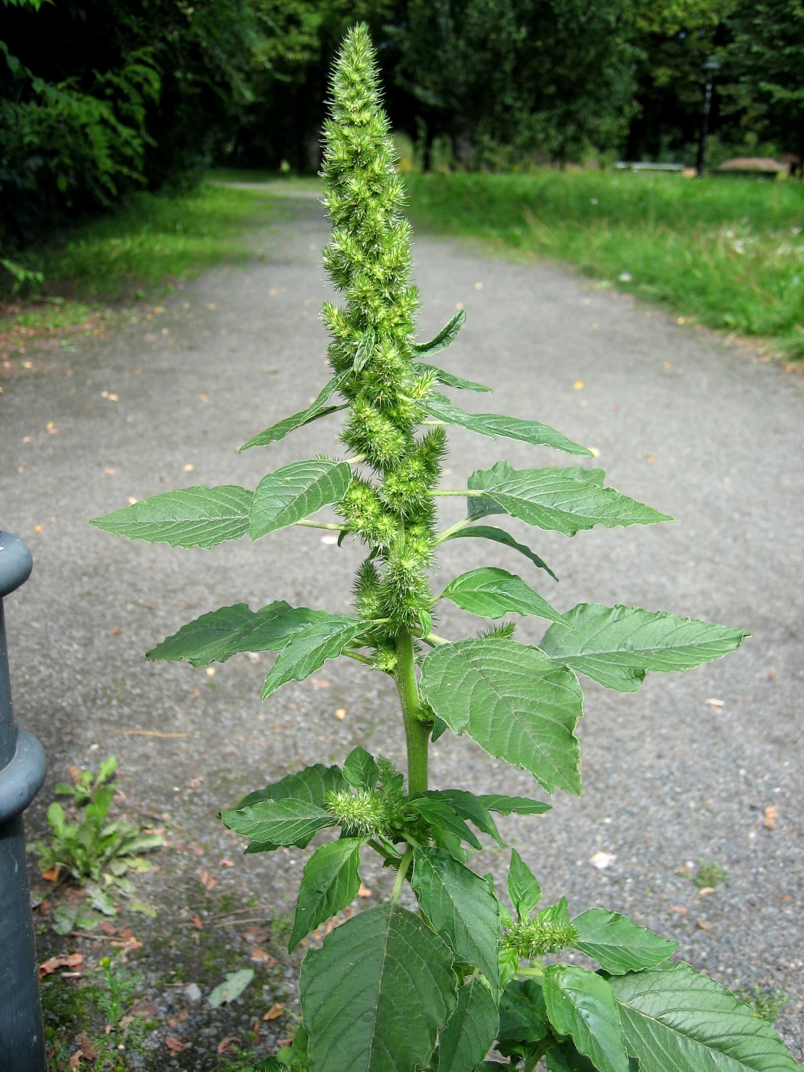 Common Obnoxious Weeds